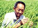 中国水稻专家<a target="_blank" href="https://baike.baidu.com/item/%E8%A2%81%E9%9A%86%E5%B9%B3/43836">袁隆平</a>出生